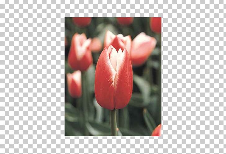 Tulip Petal Close-up Plant Stem PNG, Clipart, Blooming Onion, Bud, Closeup, Flower, Flowering Plant Free PNG Download