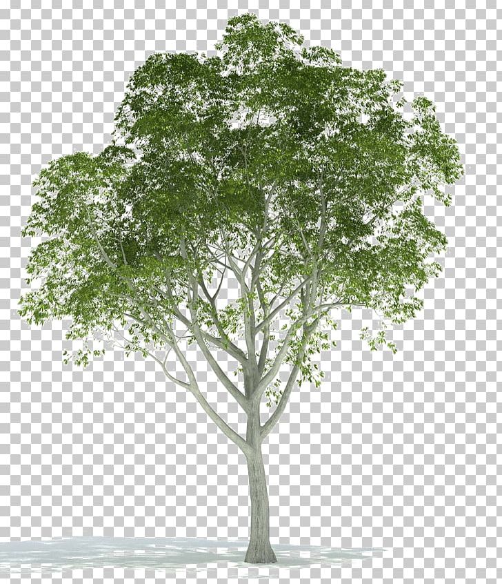 Architectural Rendering Tree 3D Computer Graphics PNG, Clipart, 3d Computer Graphics, 3d Rendering, 4 Th, Architectural Rendering, Architecture Free PNG Download