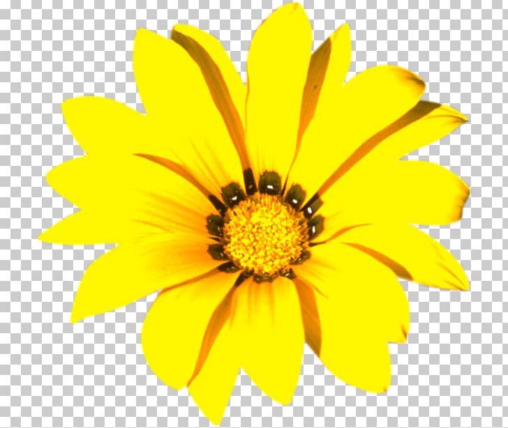 Yellow Color Flower White PNG, Clipart, White Flower, Yellow Color Free PNG Download