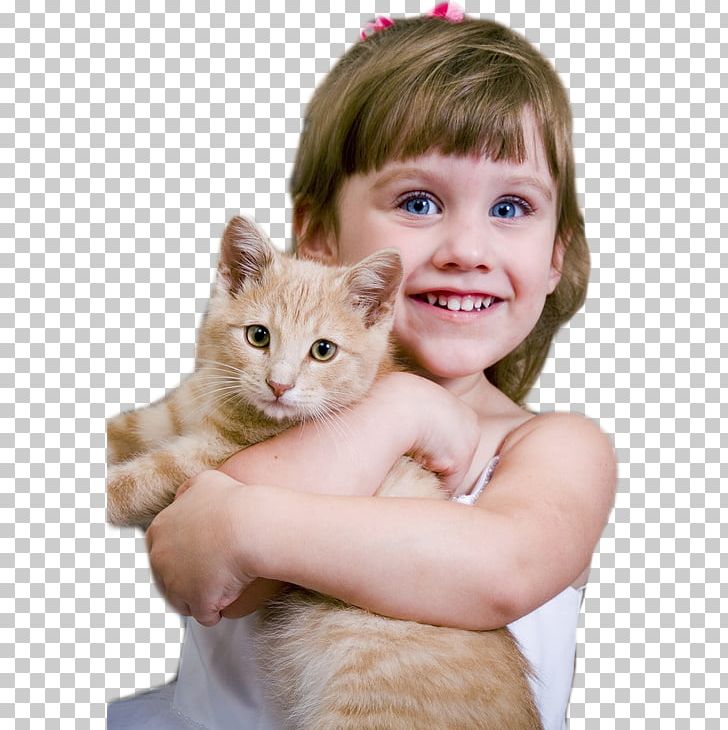 Cat Kitten Dog Pet Adoption PNG, Clipart, Animal, Animals, Animal Shelter, Carnivoran, Cat Free PNG Download