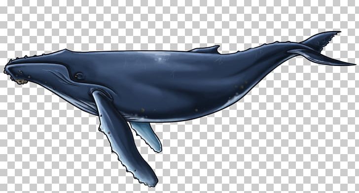 Common Bottlenose Dolphin Short-beaked Common Dolphin Rough-toothed Dolphin Porpoise Wholphin PNG, Clipart, Animals, Bottlenose Dolphin, Cetacea, Common Bottlenose Dolphin, Harbour Free PNG Download