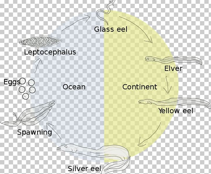 Eel Life History Biological Life Cycle Leptocephalus European Eel PNG, Clipart, American Eel, Biological Life Cycle, Diagram, Eel, European Eel Free PNG Download