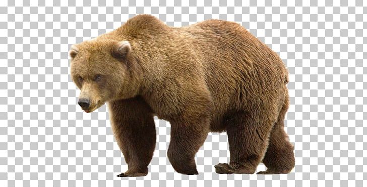 Bear PNG, Clipart, Bear Free PNG Download