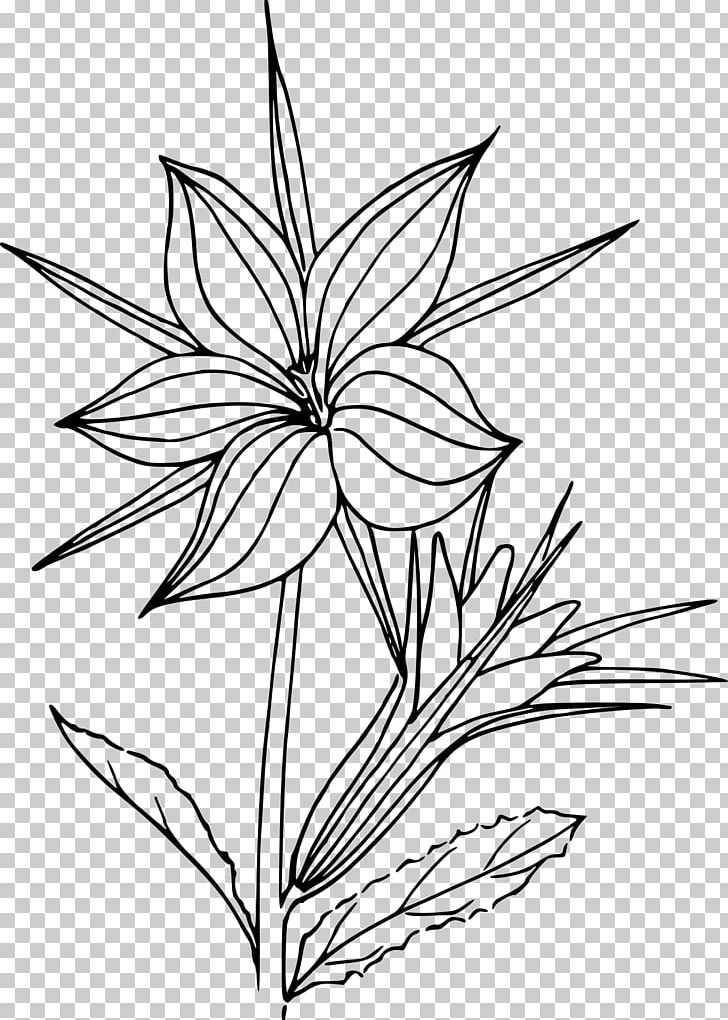 Coloring Book Desert Plant Drawing PNG, Clipart, Artwork, Black And White, Botanical Illustration, Branch, Cactaceae Free PNG Download