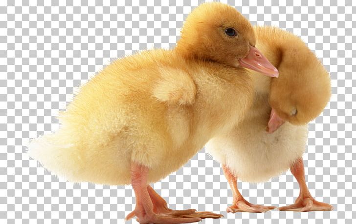 Duck American Pekin Mallard Desktop PNG, Clipart, American Pekin, Animals, Beak, Bird, Chicken Free PNG Download