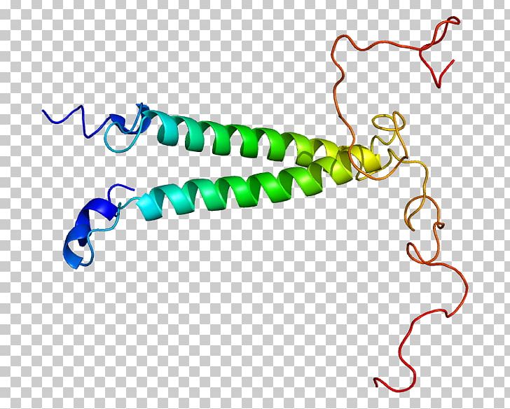 Gene TSC22D3 Protein Leucine Zipper TSC22D1 PNG, Clipart, Area, Body Jewelry, Dna, Gene, Human Body Free PNG Download