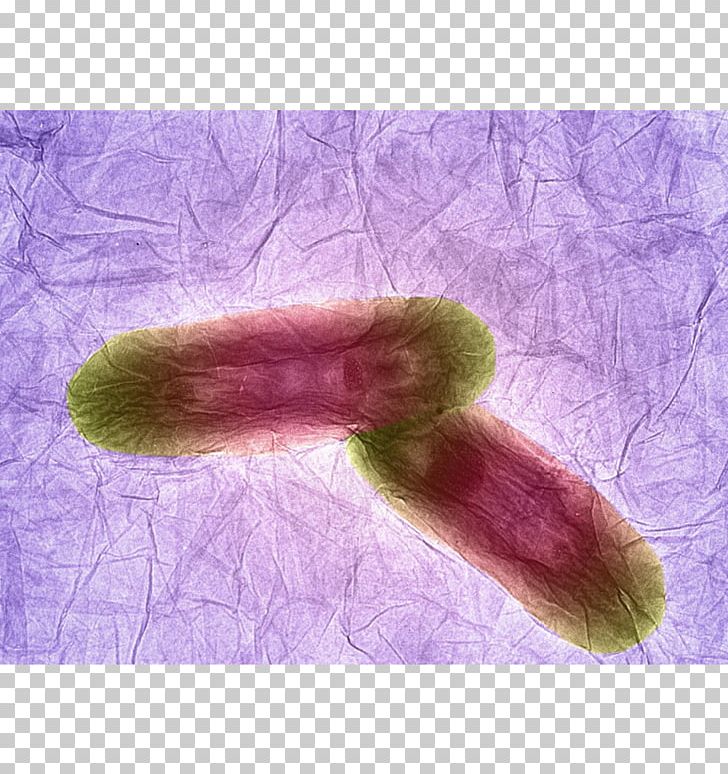 King's College London Graphene Bacteria Science Graphite Oxide PNG, Clipart, Anna Dumitriu, Award, Bacillus, Bacteria, Carbon Free PNG Download