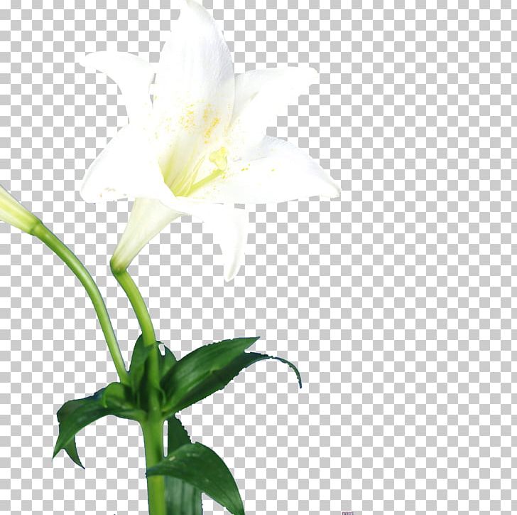 Lilium Flower Bud PNG, Clipart, Bud, Bye Bye Single Life, Cut Flowers, Decoration, Decorative Free PNG Download