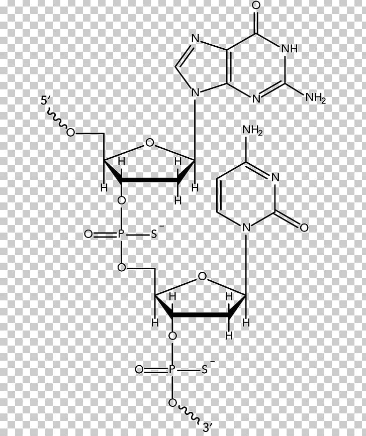 Molecular Models Of DNA Oligonucleotide Nucleic Acid Structure PNG, Clipart, Angle, Area, Auto Part, Biology, Black And White Free PNG Download
