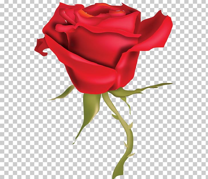 Rose Flower PNG, Clipart,  Free PNG Download