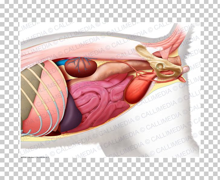 Abdomen Organ Human Body Anatomy Pelvis PNG, Clipart, Abdomen, Abdomen Anatomy, Abdominal Cavity, Abdominal Pain, Anatomy Free PNG Download