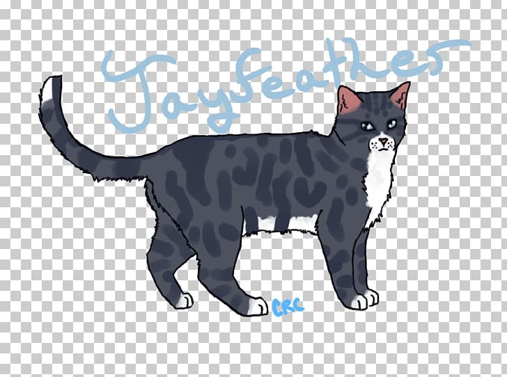 Manx Cat Black Cat Korat American Wirehair Kitten PNG, Clipart, American Wirehair, Animals, Asia, Asian, Black Free PNG Download