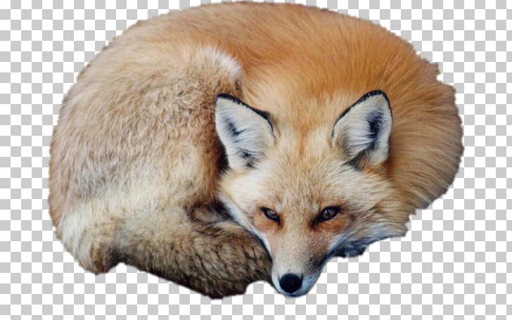 Red Fox Puppy Vulpini Kit Fox PNG, Clipart, Animaatio, Animal, Animals, Bal, Blog Free PNG Download