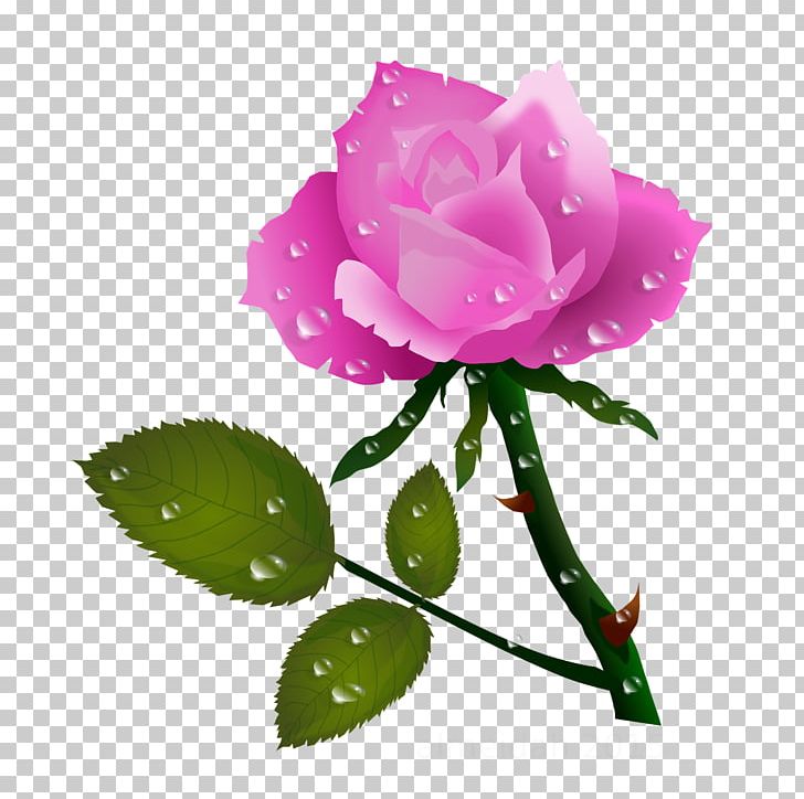 Rose Flower PNG, Clipart, China Rose, Clip Art, Color, Cut Flowers, Download Free PNG Download