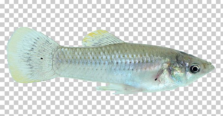 Tilapia Guppy Bony Fishes Perch PNG, Clipart, Animals, Bony Fish, Bony Fishes, Common Molly, Fauna Free PNG Download