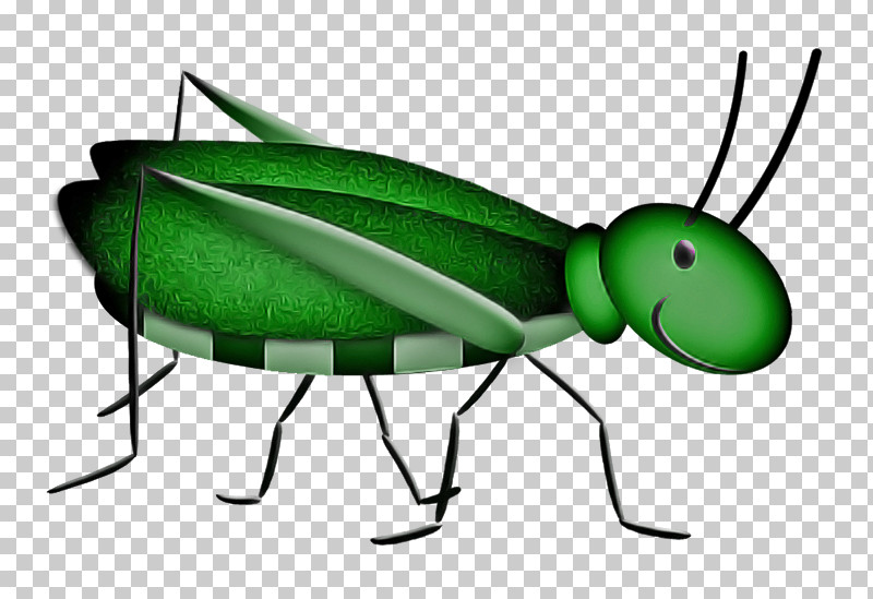 Insect Pest Cricket-like Insect Blister Beetles Mantidae PNG, Clipart, Blister Beetles, Cricketlike Insect, Grasshopper, Insect, Mantidae Free PNG Download