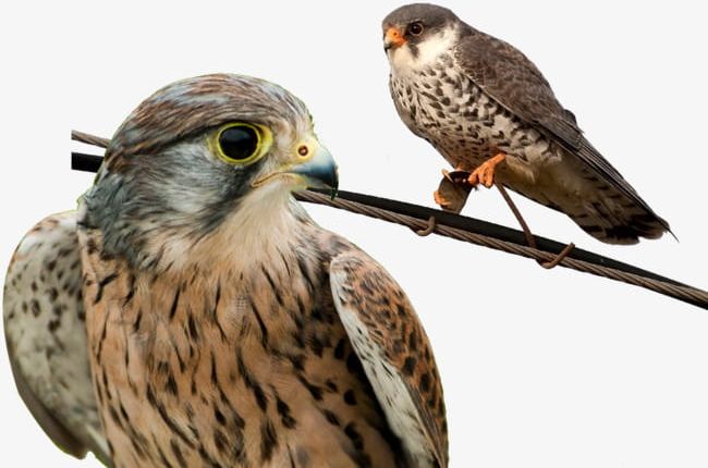 Falcon Birds Animals PNG, Clipart, Animal, Birds, Falcon, Format, Free Free PNG Download