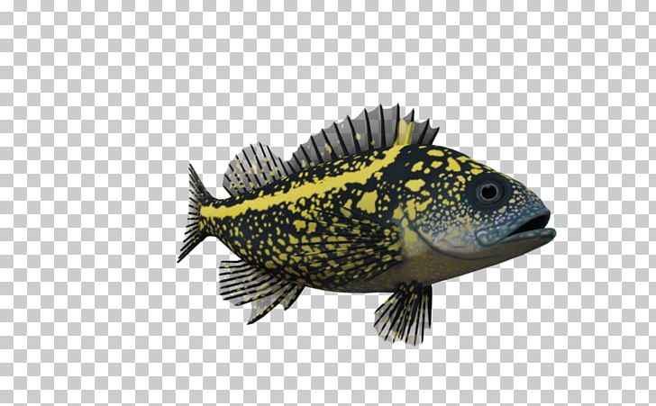 Fish PNG, Clipart, 3d Computer Graphics, Animals, Blackbelly Rosefish, Deep Sea Creature, Deviantart Free PNG Download