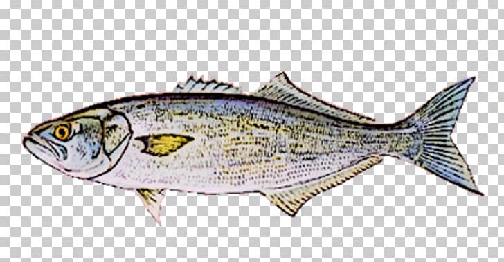 Sardine Fish Products Mackerel Oily Fish Thunnus PNG, Clipart, Animals, Animal Source Foods, Asian Cuisine, Atlantic Bonito, Bait Free PNG Download