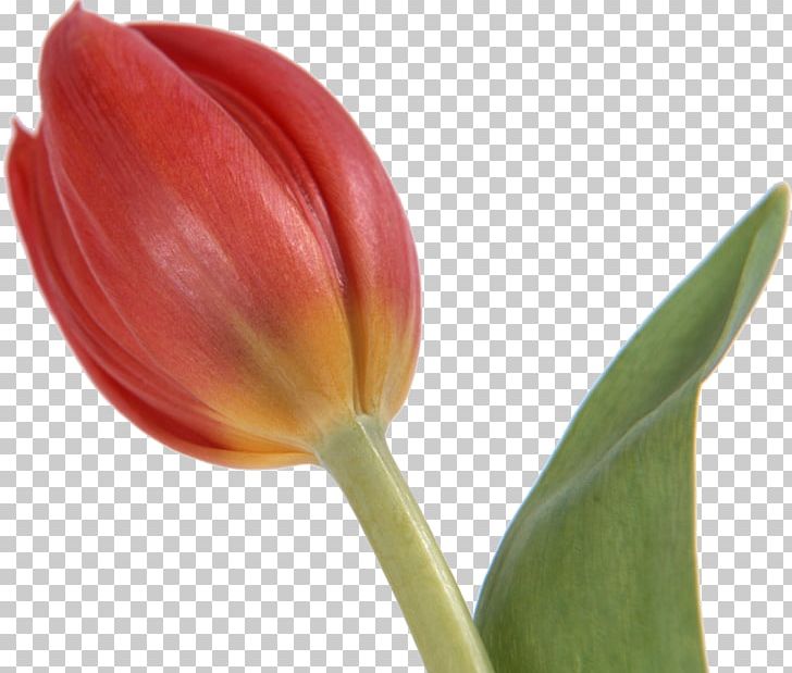 Tulip Cut Flowers Bud PNG, Clipart, Avatar, Bud, Computer Icons, Cut Flowers, Desktop Wallpaper Free PNG Download