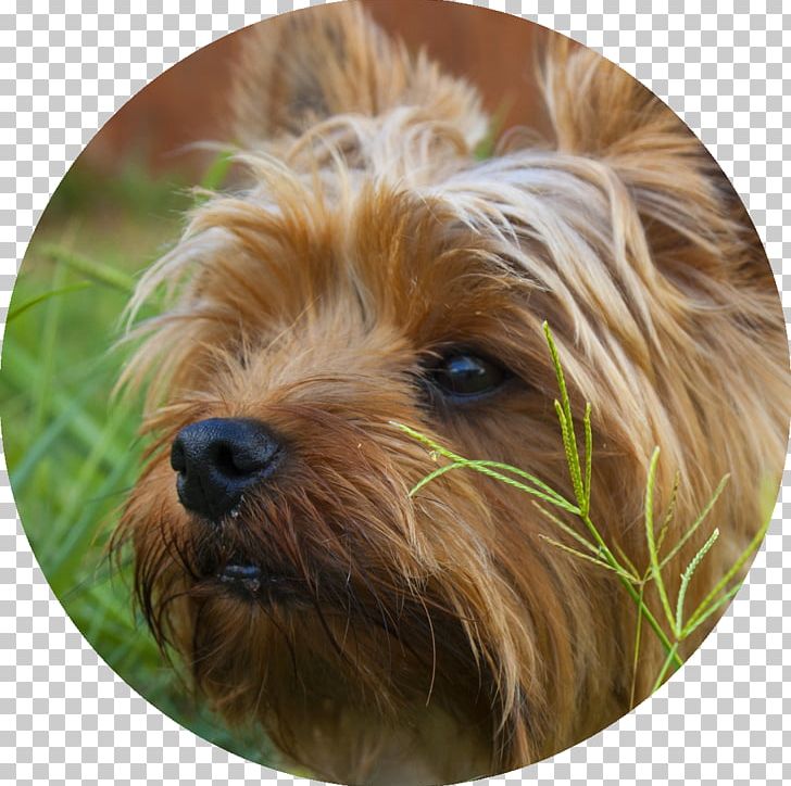 Yorkshire Terrier Puppy Australian Terrier Morkie Australian Silky Terrier PNG, Clipart, Animals, Carnivoran, Companion Dog, Desktop Wallpaper, Dog Breed Free PNG Download