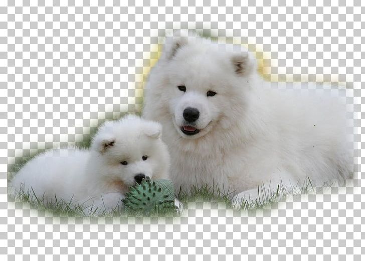 German Spitz Klein Samoyed Dog German Spitz Mittel American Eskimo Dog Japanese Spitz PNG, Clipart, American Eskimo Dog, Animals, Carnivoran, Companion Dog, Cuteness Free PNG Download