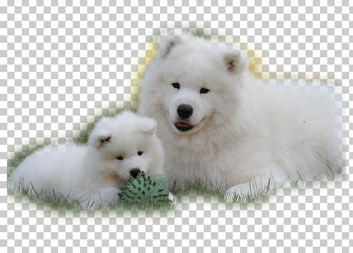 German Spitz Klein Samoyed Dog German Spitz Mittel American Eskimo Dog Japanese Spitz Png Clipart American