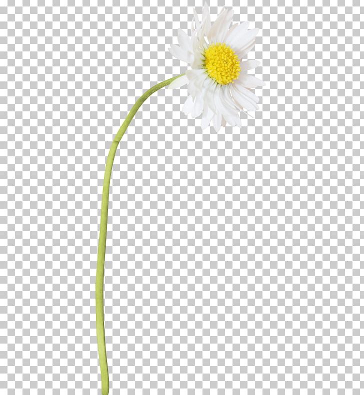 Oxeye Daisy Chamomile Flower Painting PNG, Clipart, Advertising, Camomile, Chamomile, Cut Flowers, Daisy Free PNG Download