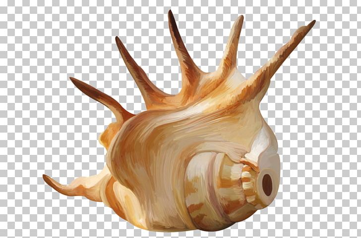Seashell Conch Mollusc Shell PNG, Clipart, Beach, Bivalvia, Cartoon Conch, Conch Blowing, Conchs Free PNG Download