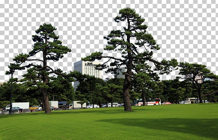 Tokyo Imperial Palace Ueno Park Tokyo Bay PNG, Clipart, Attractions, Biome, Famous, Fig, Grass Free PNG Download