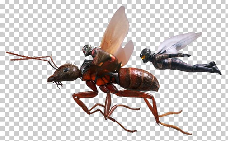 Wasp Ghost Ant-Man Hope Pym Marvel Cinematic Universe PNG, Clipart, Ant, Antman, Antman And The Wasp, Arthropod, Avengers Infinity War Free PNG Download