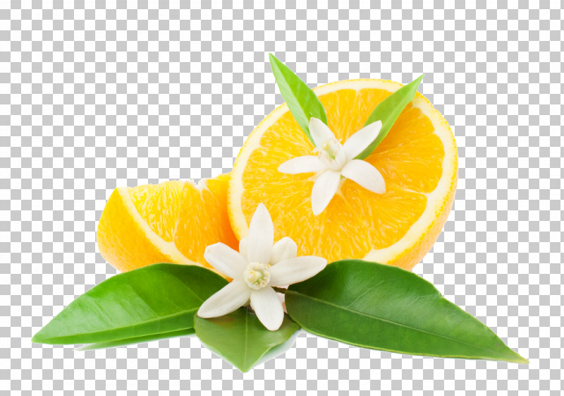 Orange PNG, Clipart, Anthurium, Citrus, Flower, Leaf, Orange Free PNG Download