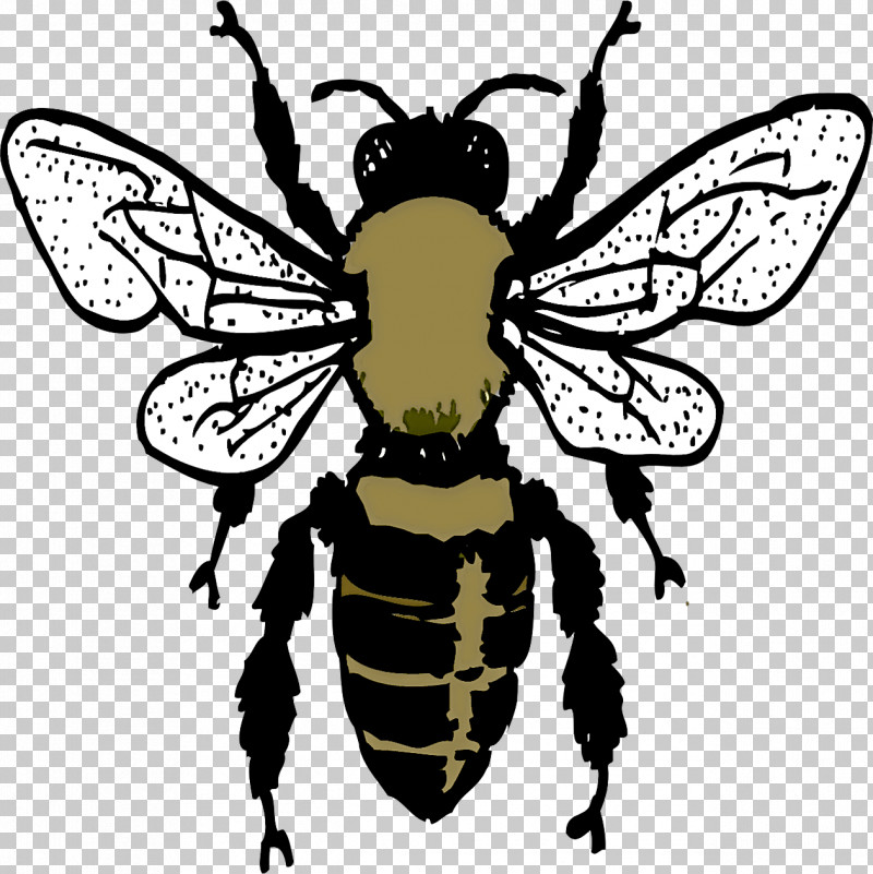 Bumblebee PNG, Clipart, Beehive, Bees, Bumblebee, Cartoon, Drawing Free PNG Download