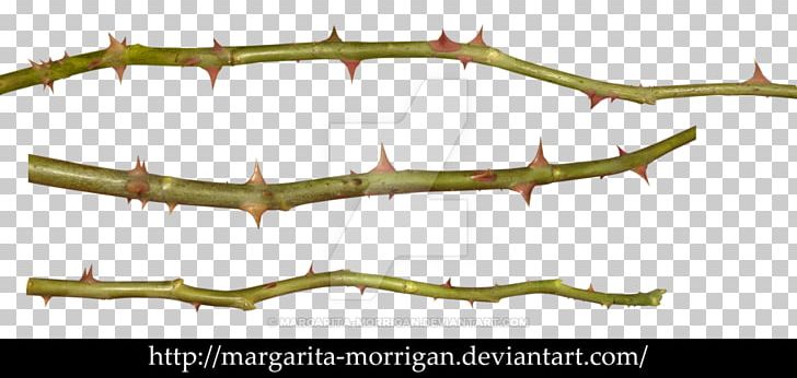Thorns PNG, Clipart, Art, Border, Branch, Drawing, Flower Free PNG Download