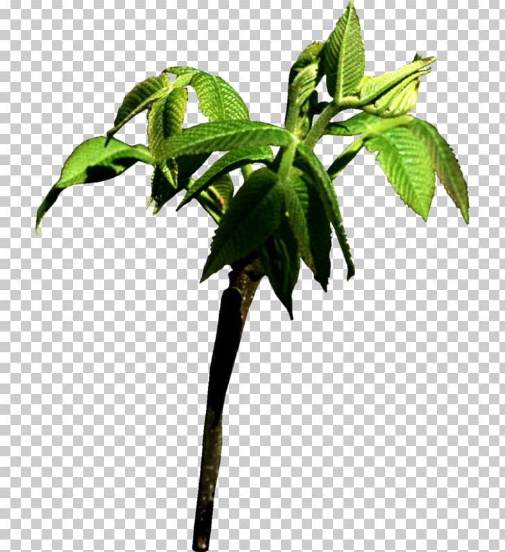 Tree Leaf Nature Branch Chestnut PNG, Clipart, Branch, Buckeyes, Chestnut, Chestnut Tree, Flowerpot Free PNG Download