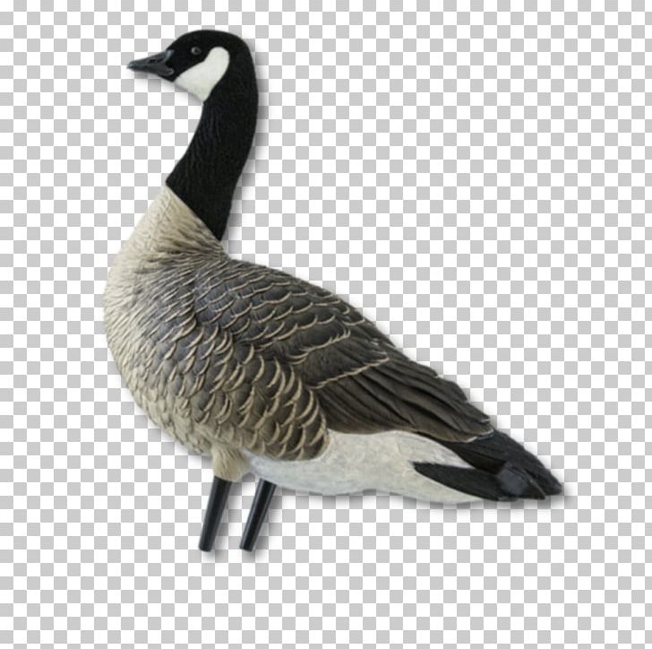 Greylag Goose Duck Canada Goose Bird PNG, Clipart,  Free PNG Download