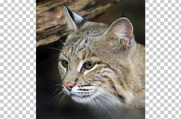 Whiskers Bobcat National Zoological Park Pixie Bob Domestic Short