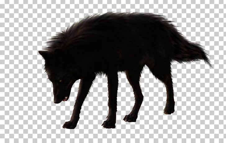 Dog Black Wolf Arctic Wolf PNG, Clipart, Animals, Arctic Wolf, Black Wolf, Carnivoran, Desktop Wallpaper Free PNG Download