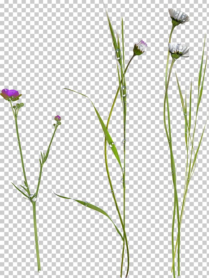 Flower Flora PNG, Clipart, Commodity, Depositfiles, Flowering Plant, Grass, Grass Family Free PNG Download