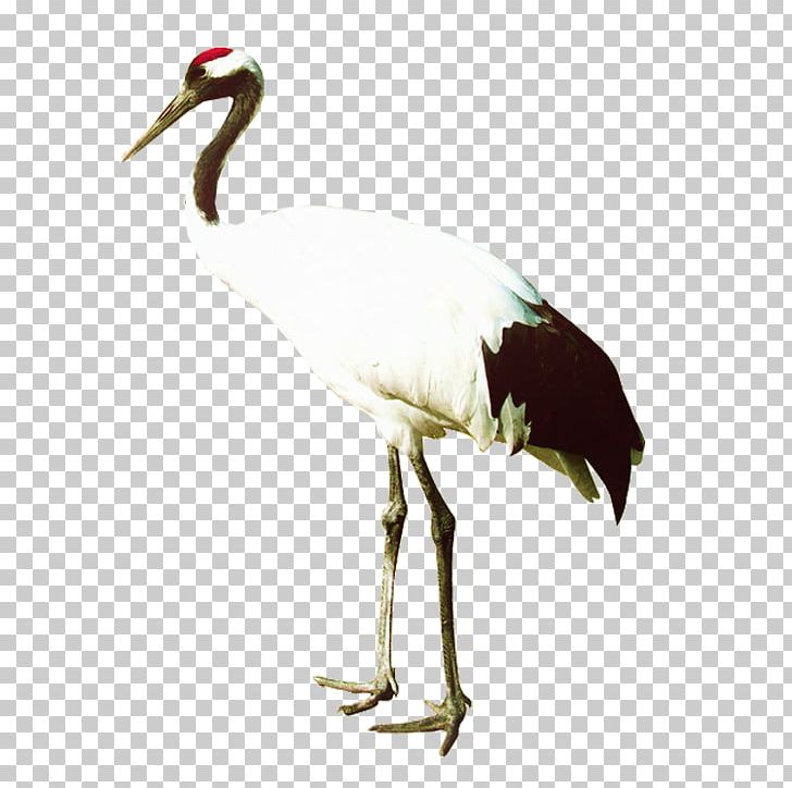 Zhalong Nature Reserve Crane Bird Heron PNG, Clipart, Adobe Illustrator, Background White, Beak, Black White, Crane Free PNG Download