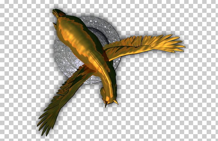 Beak Amphibian Fauna Feather Tail PNG, Clipart, Amphibian, Beak, Bird, Fauna, Feather Free PNG Download