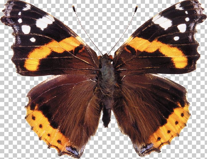 Butterfly Red Admiral Painted Lady Insect PNG, Clipart, Arthropod, Brush Footed Butterfly, Butterflies And Moths, Butterfly, Inse Free PNG Download