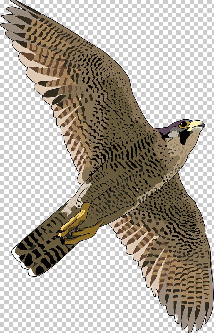 Hawk Peregrine Falcon Eagle Fauna PNG, Clipart, Animals, Arbol, Beak, Bird, Bird Of Prey Free PNG Download