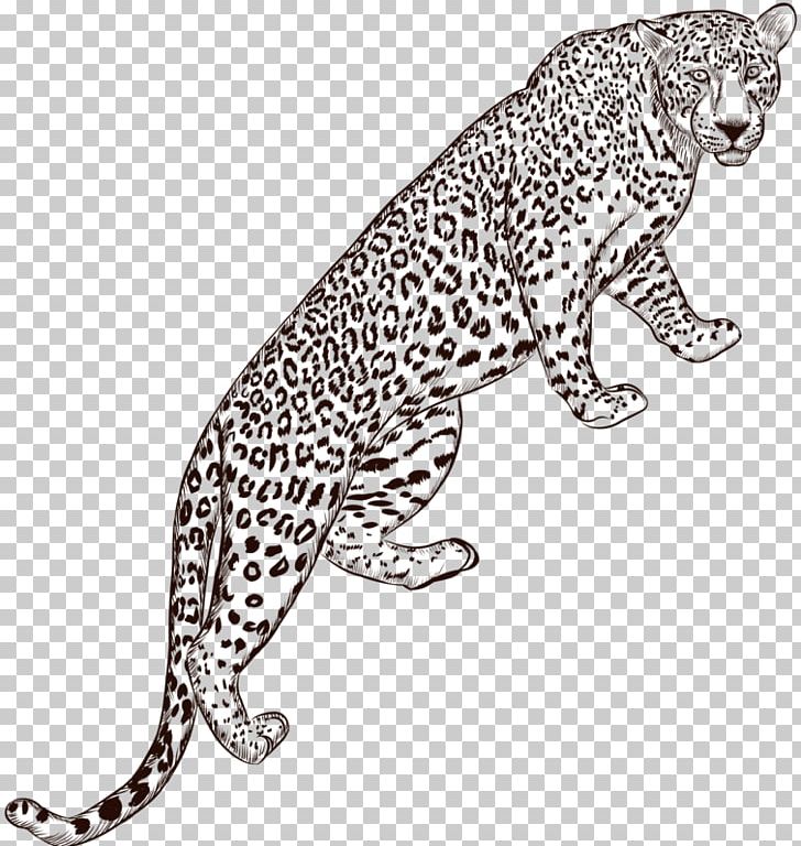 Leopard Jaguar Euclidean PNG, Clipart, Animals, Big Cats, Carnivoran, Cartoon, Cat Like Mammal Free PNG Download