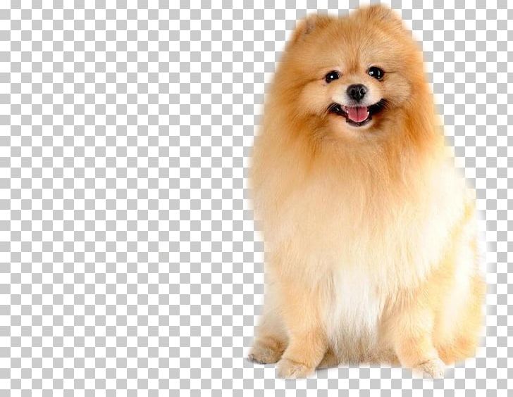 Pomeranian PNG, Clipart, Animal, Animal Hair, Brown, Canine, Cute Free PNG Download