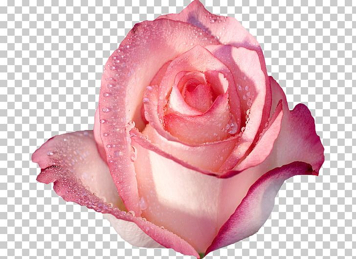 Rose Desktop Pink Flowers Pink Flowers PNG, Clipart, Blue, China Rose, Closeup, Color, Cut Flowers Free PNG Download
