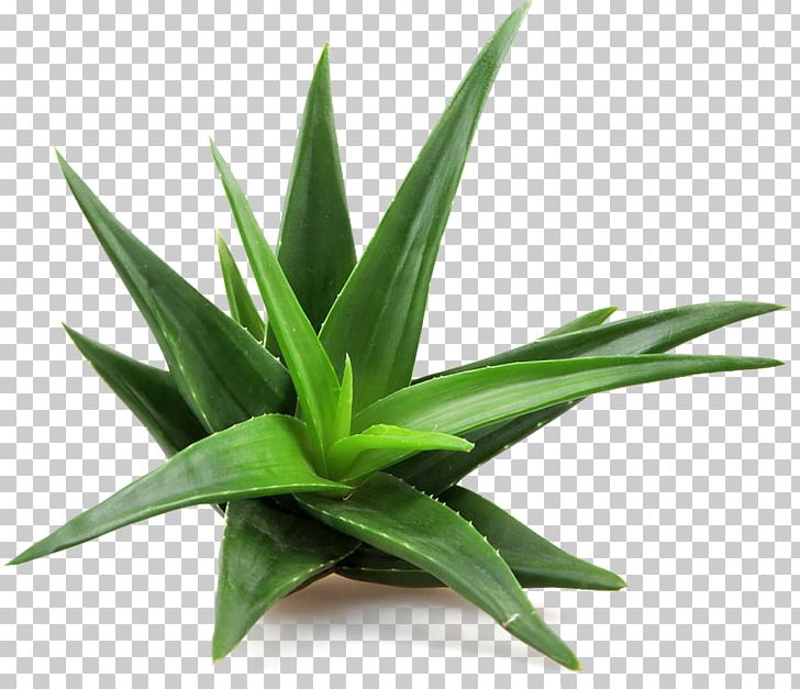 Aloe Vera Succulent Plant Skin Care PNG, Clipart, Agave, Agave Azul, Aloe, Aloe Vera, Cream Free PNG Download