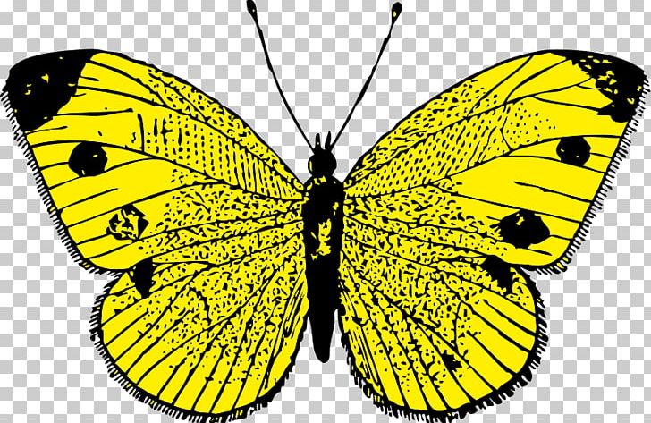 Butterfly Scalable Graphics PNG, Clipart, Arthropod, Black And White, Brush Footed Butterfly, Butterfly, Download Free PNG Download