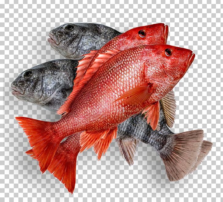 Oyster Fish Products Northern Red Snapper Seafood PNG, Clipart, Animals, Animal Source Foods, Diversity Of Fish, Fish, Fishery Free PNG Download