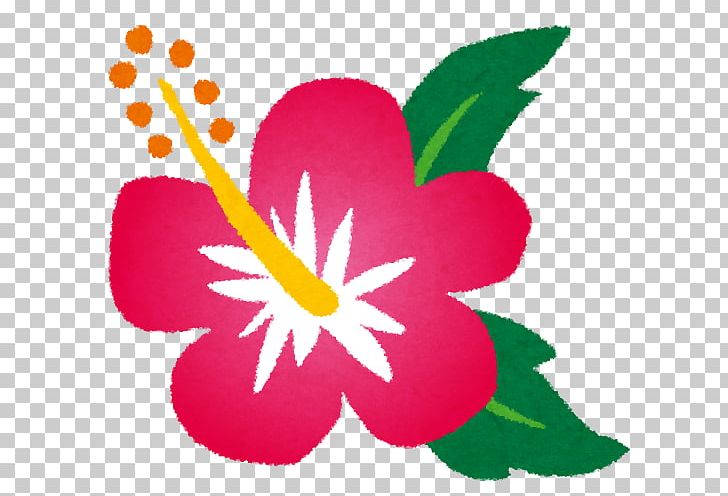 ハイビスカス Roselle Urasoe Tea PNG, Clipart, Flora, Flower, Flowering Plant, Food Drinks, Hibiscus Free PNG Download